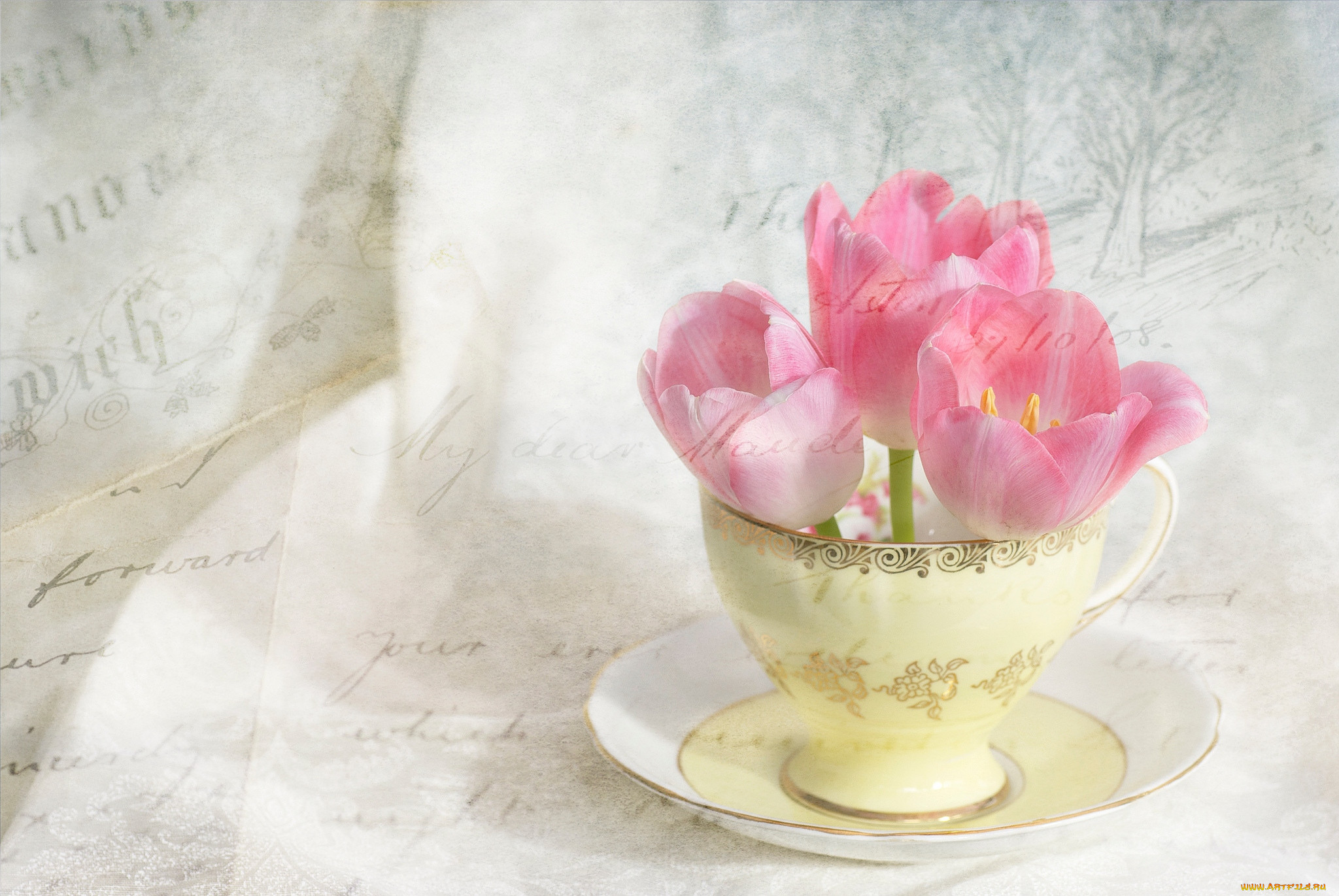 Фон доброго дня. Нежные весенние цветы. Нежный цветок. Цветы в чашке. Нежные тюльпаны.